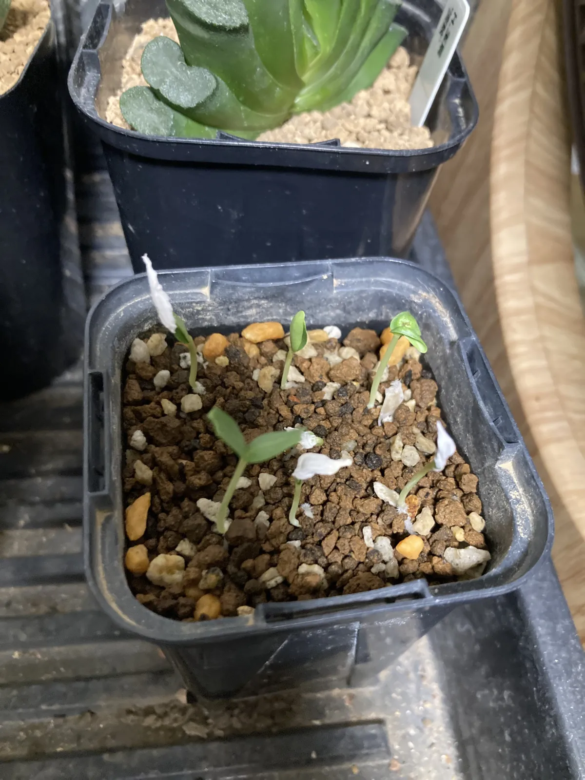 Fouquieria splendens ssp. campanulata (フォークイエリア カンパニュラタ)