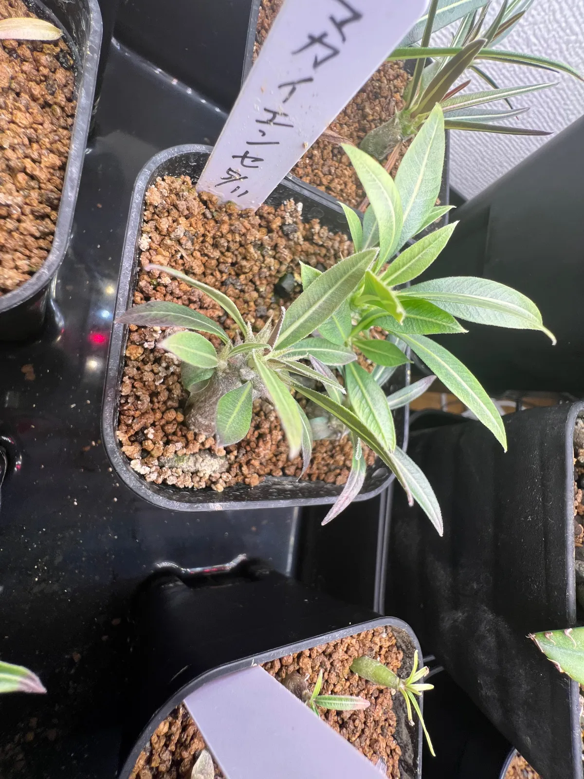 Pachypodium rosulatum ssp. makayense (パキポディウム マカイエンセ)