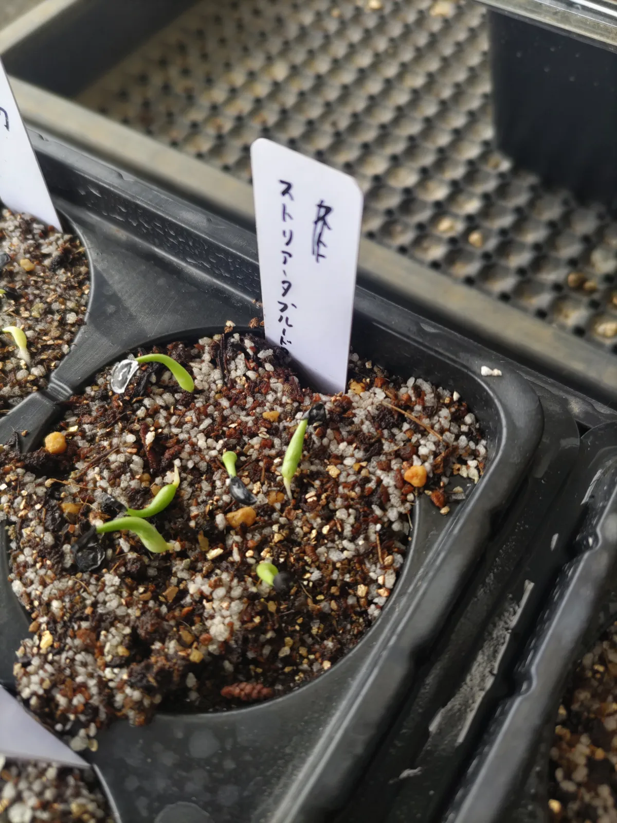 Agave striata subsp. striata (アガベ ストリアータ ブルードワーフ)