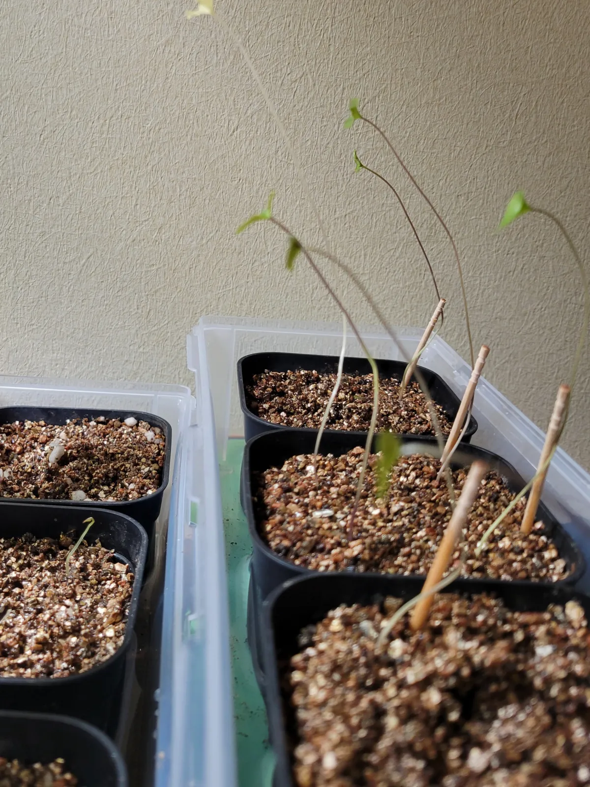 Dioscorea elephantipes (ディオスコレア エレファンティペス)