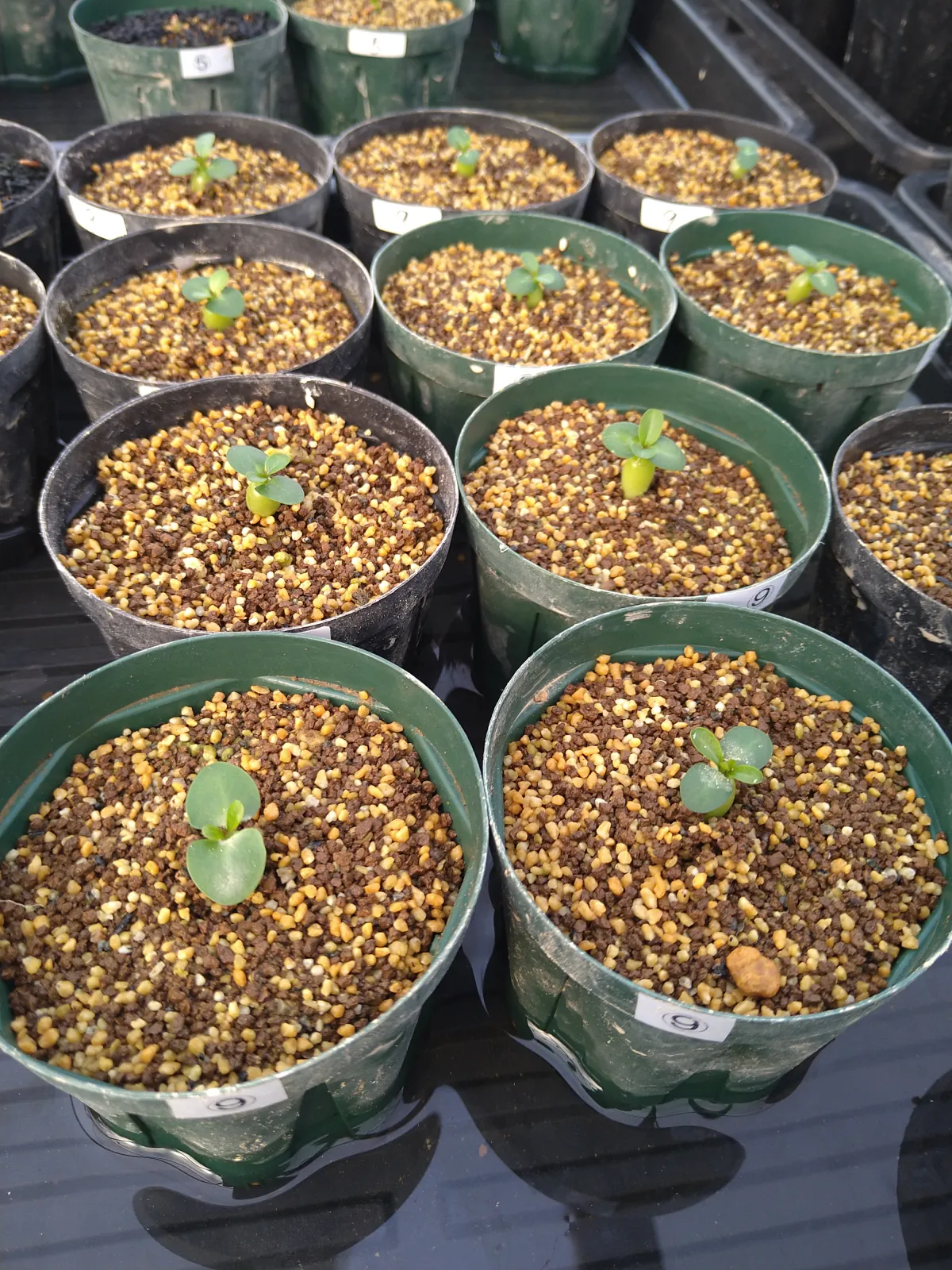 Pachypodium succulentum (パキポディウム サキュレンタム)