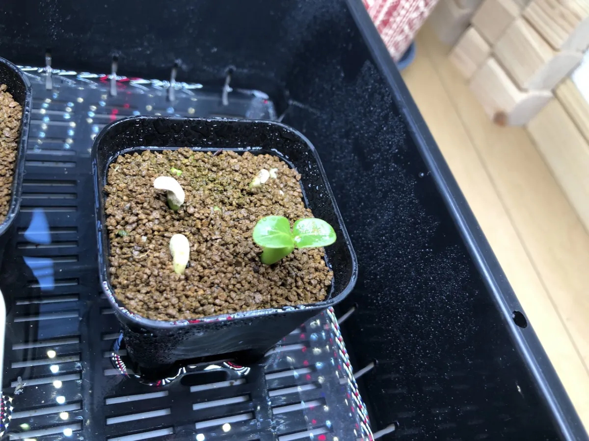 Pachypodium lamerei Fiherense (パキポディウム フィヘレンセ)