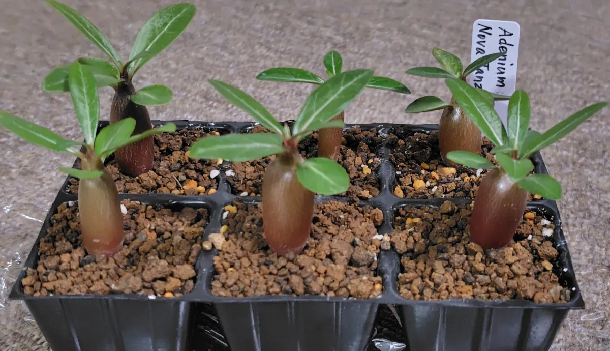 Adenium somalense  Nova Tanzania (アデニウム ノヴァ タンザニア)