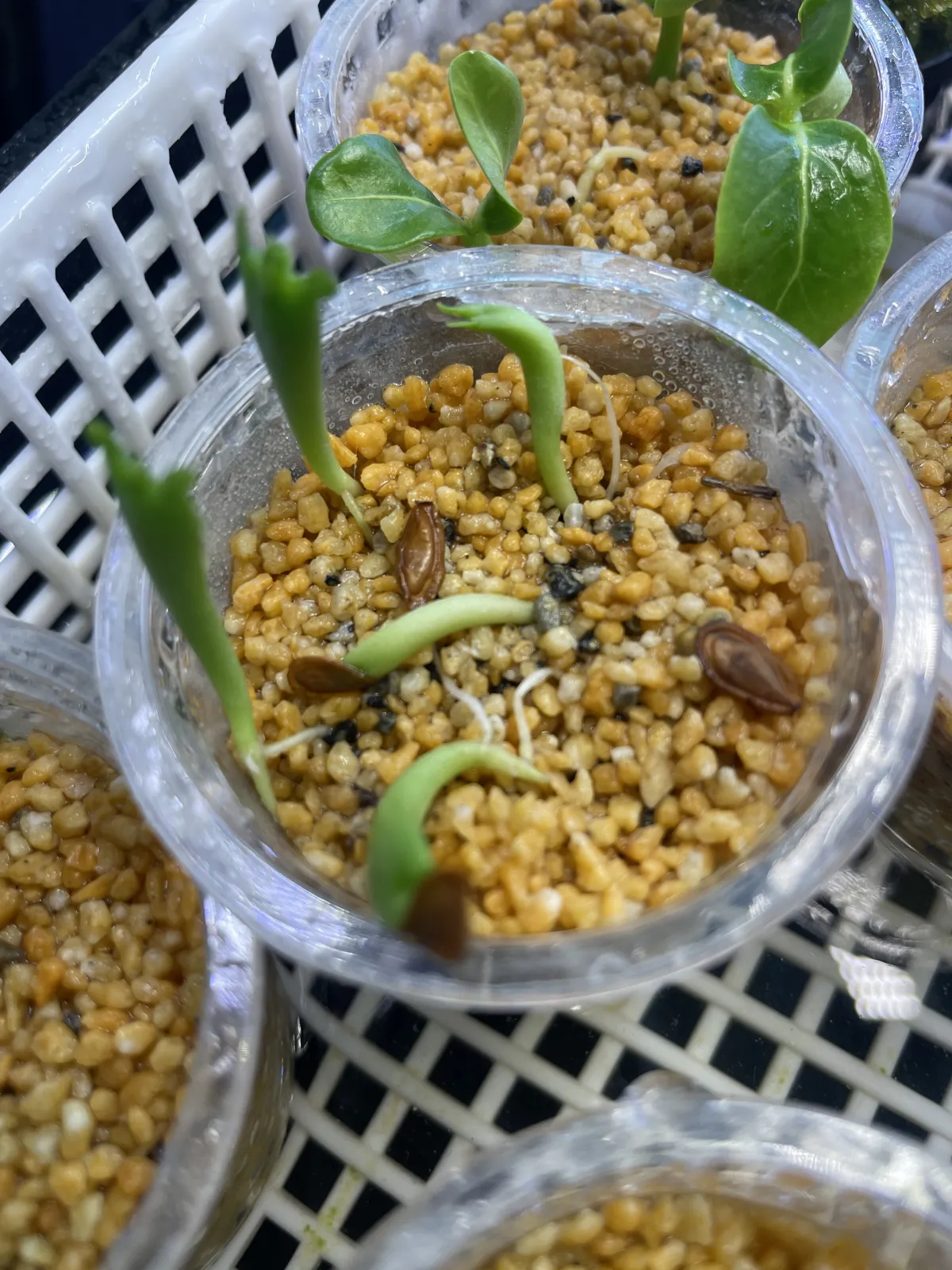 Stapelia leendertziae (スタペリア リーンデルジアエ)