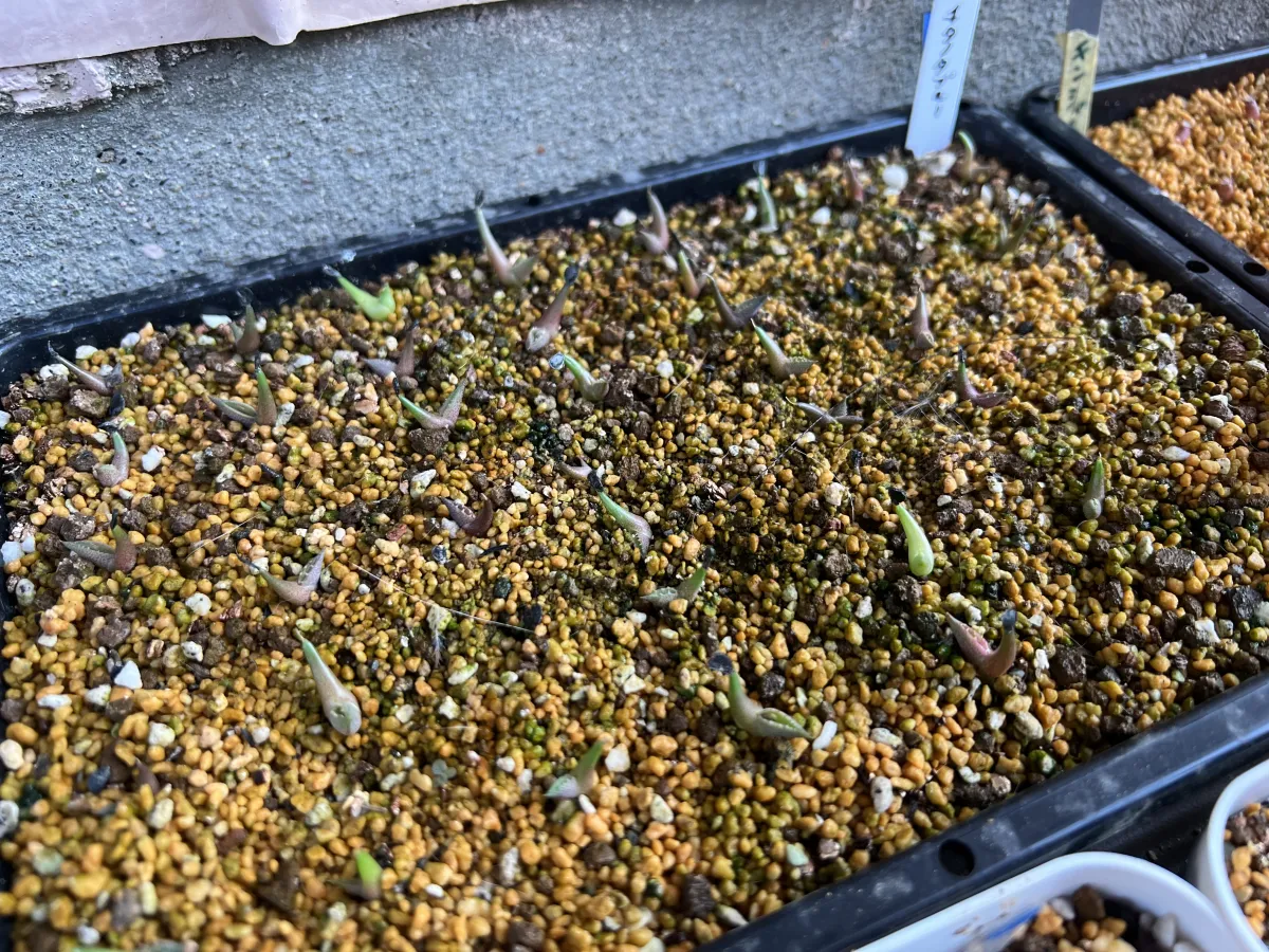 Agave titanota Blue Lot. (アガベ チタノタブルー)