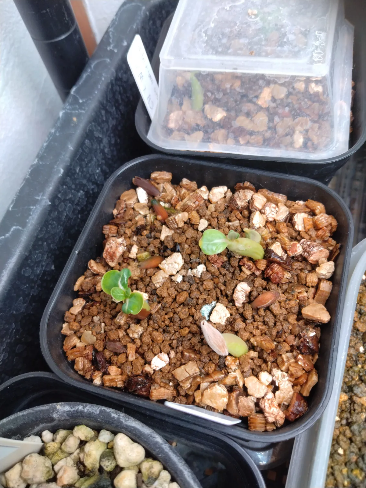 x MKMK Adenium arabicum Godji x MKMK (アデニウム ゴッジ)