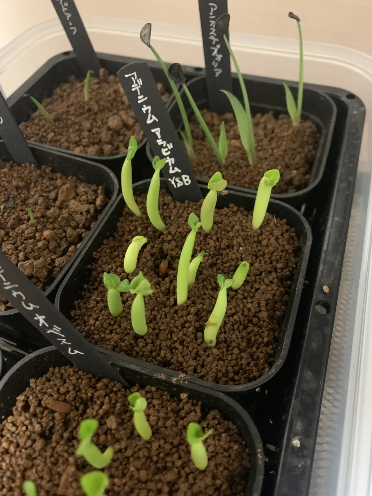 YSB Adenium arabicum Yak Sing Buri (アデニウム アラビカム)
