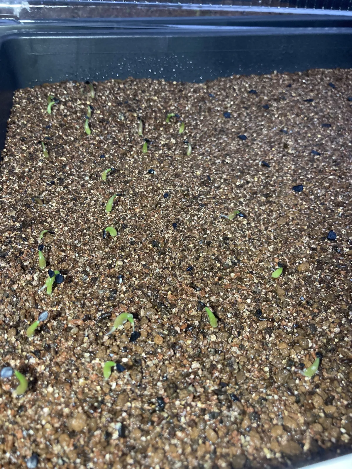 Agave titanota Blue Lot. (アガベ チタノタブルー)