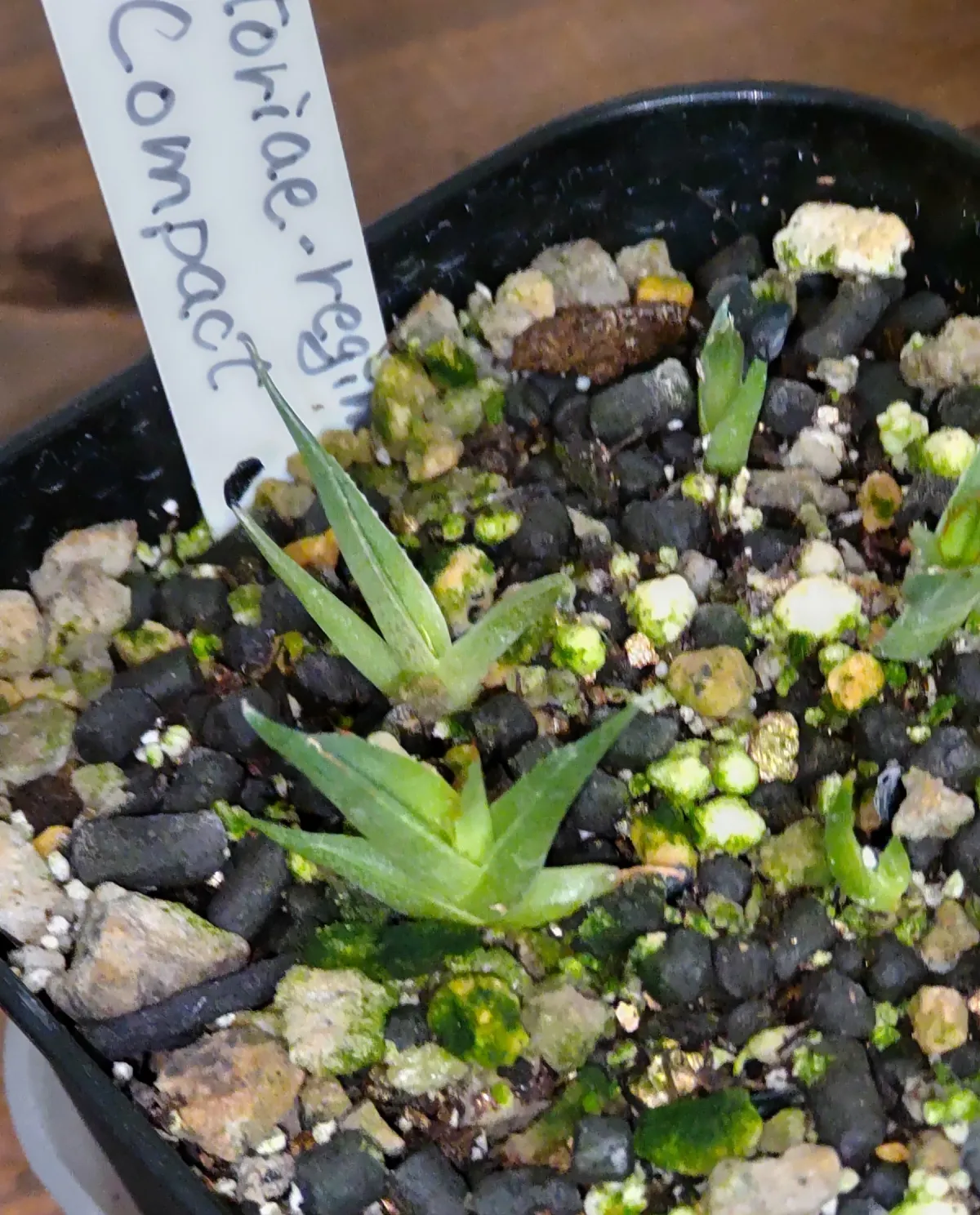 Agave victoriae-reginae var. compact (アガベ ビクトリアレジーナコンパクト)