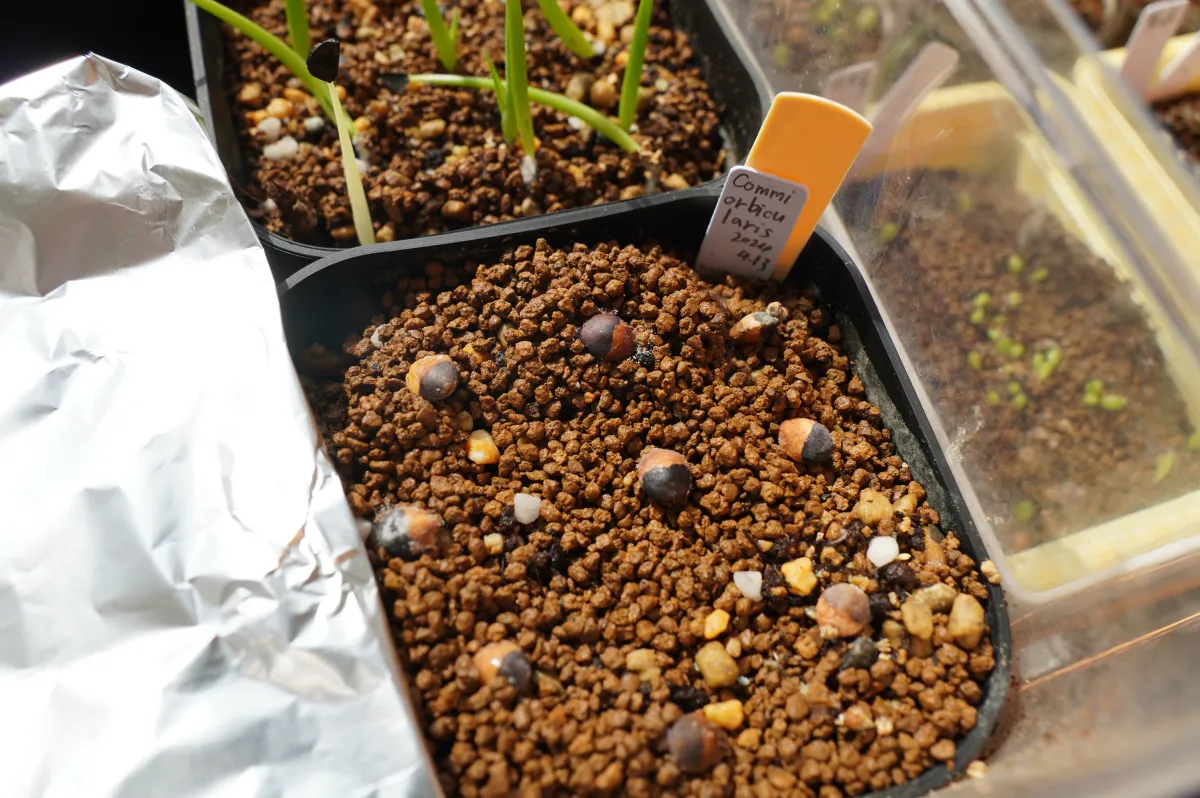 Commiphora orbicularis (コミフォラ オルビクラリス)