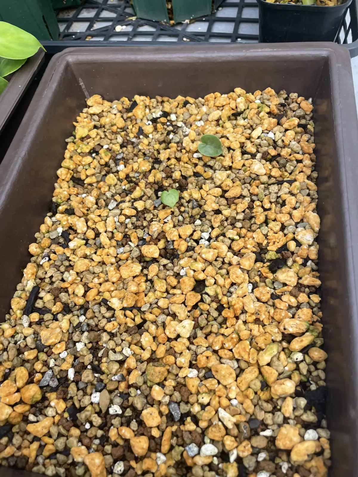 Dioscorea elephantipes Lot. (ディオスコレア エレファンティペス)
