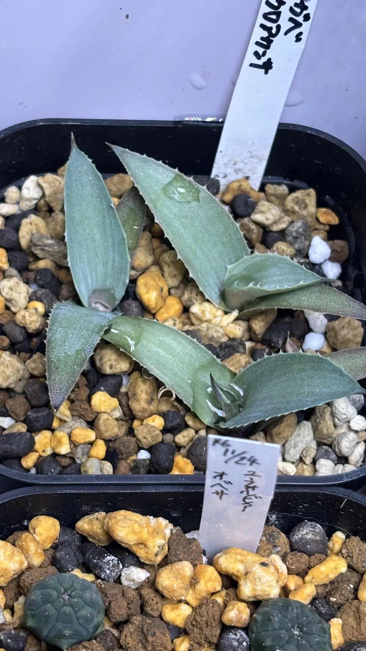 Agave macroacantha (アガベ マクロアカンサ)