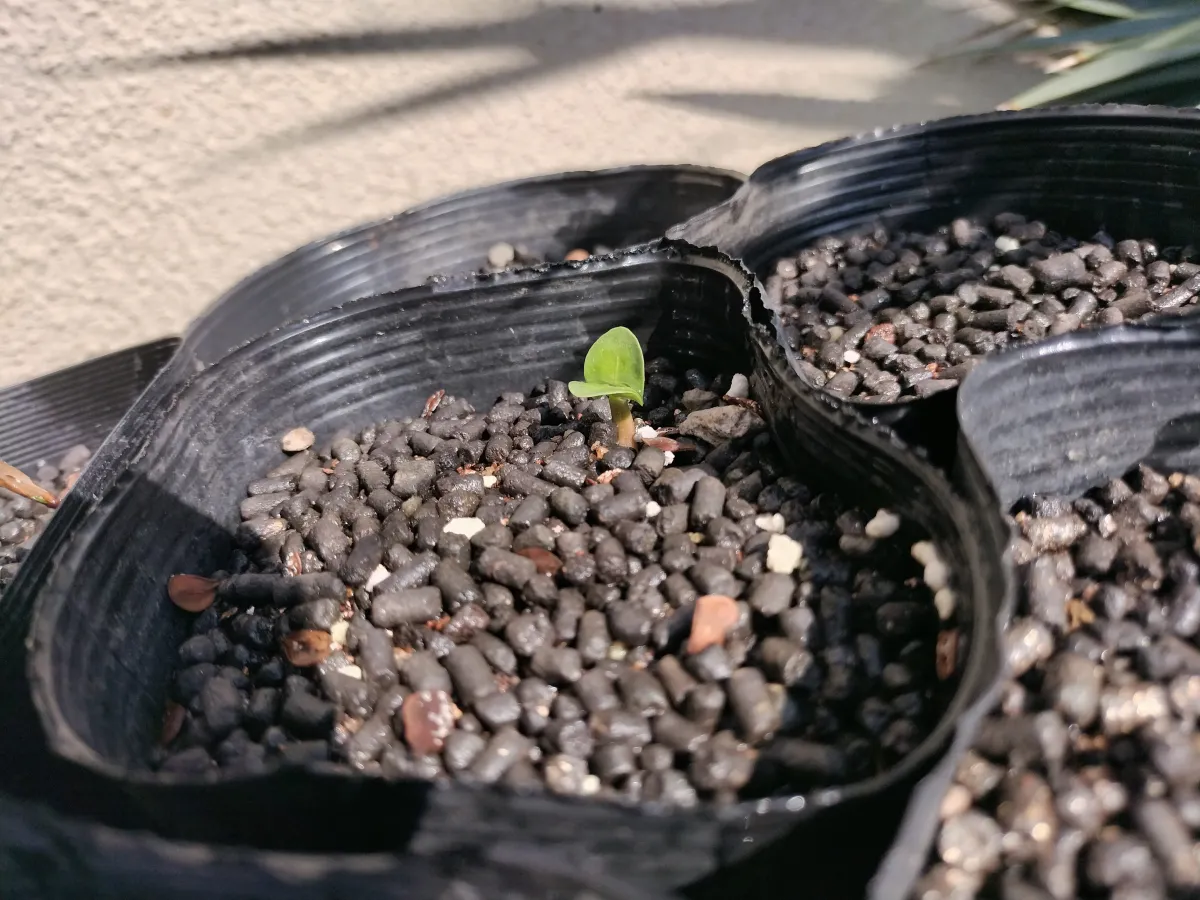 Pachypodium saundersii (パキポディウム サンデルシー)