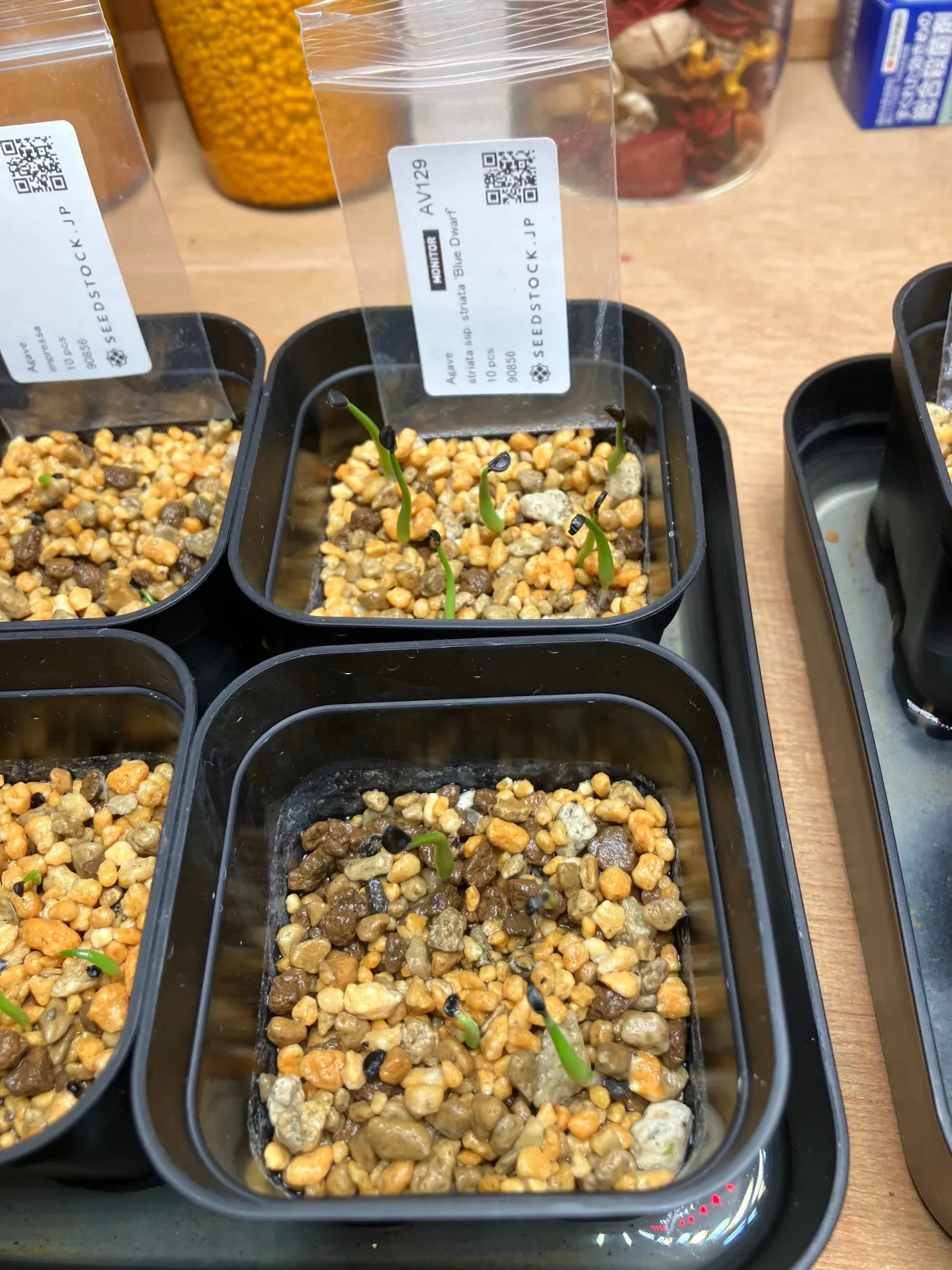 Agave striata subsp. striata (アガベ ストリアータ ブルードワーフ)