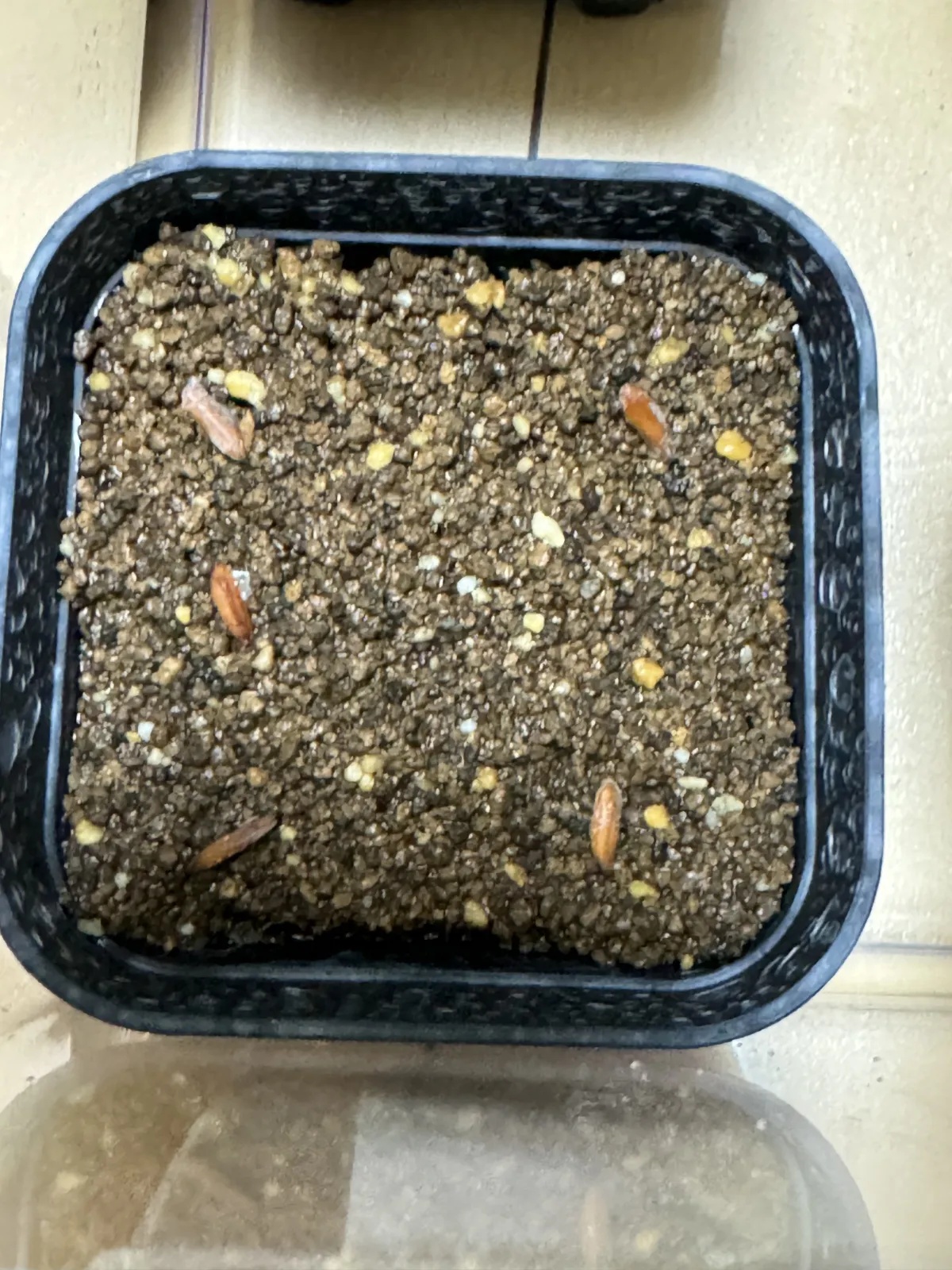Pachypodium rosulatum var. gracilius ([無料種子] 発芽難 パキポディウム グラキリス　)