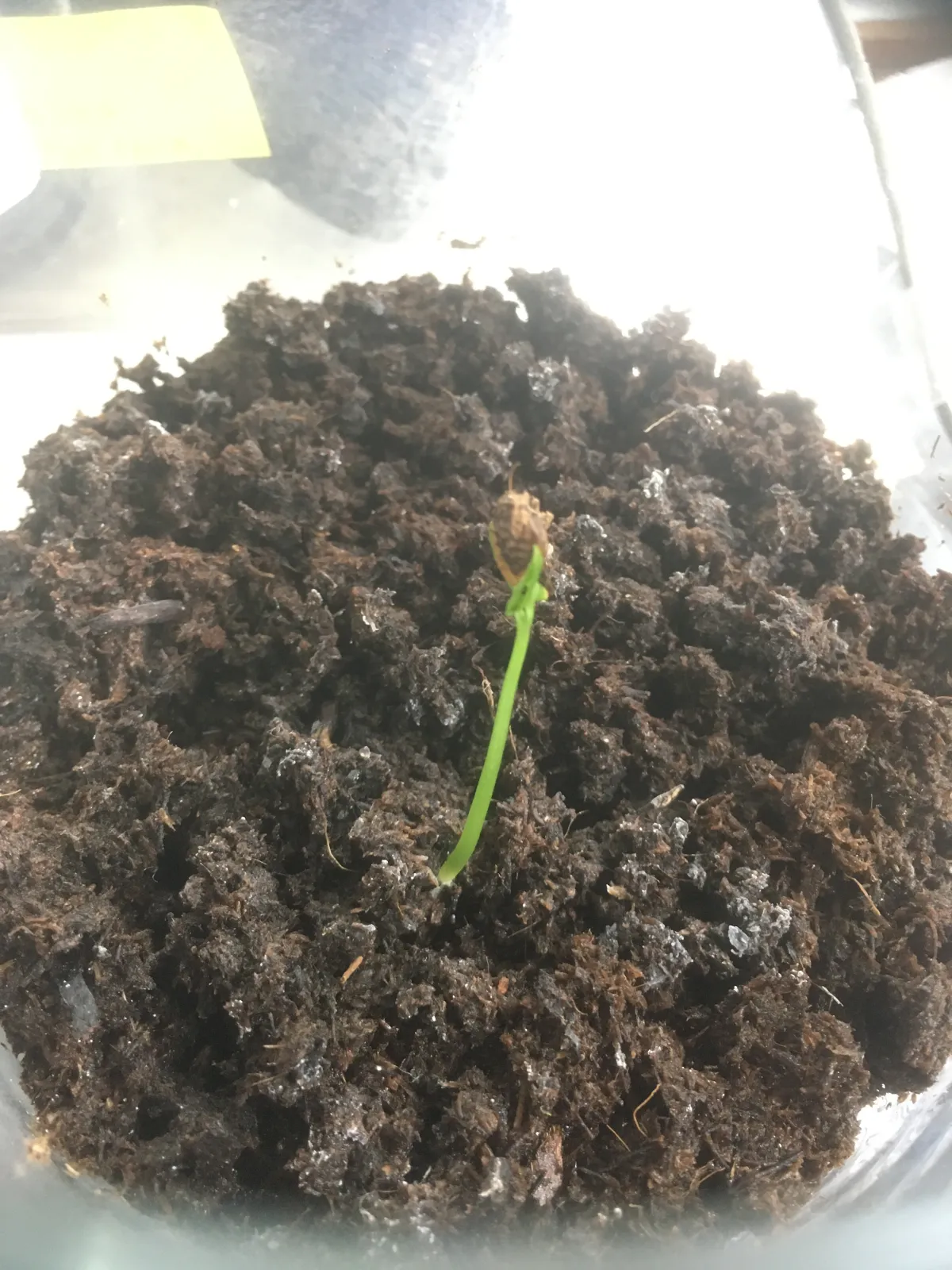 Adenia olaboensis ([発芽チャレンジ] アデニア オラボエンシス)