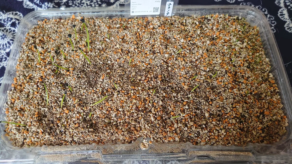 Agave titanota Blue Lot. (アガベ チタノタブルー)