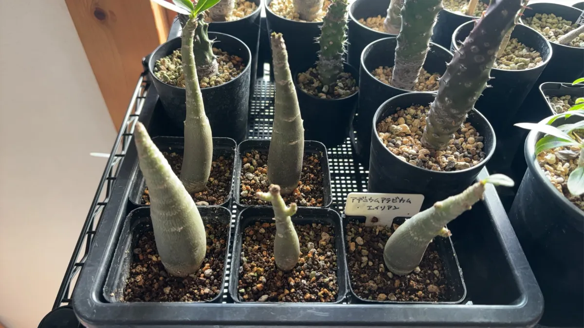 Adenium arabicum Alien (アデニウム エイリアン)