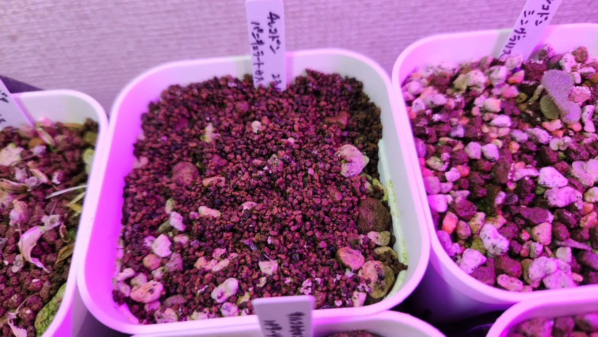 Tylecodon paniculatus (ティレコドン パニクラタス)