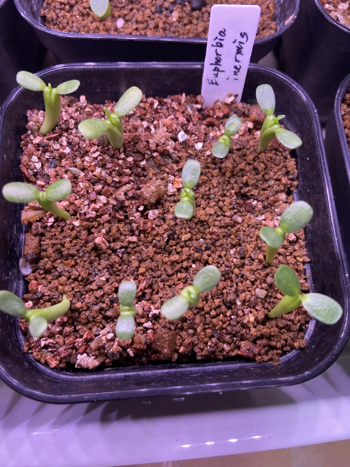 Euphorbia inermis (ユーフォルビア イネルミス 九頭竜)