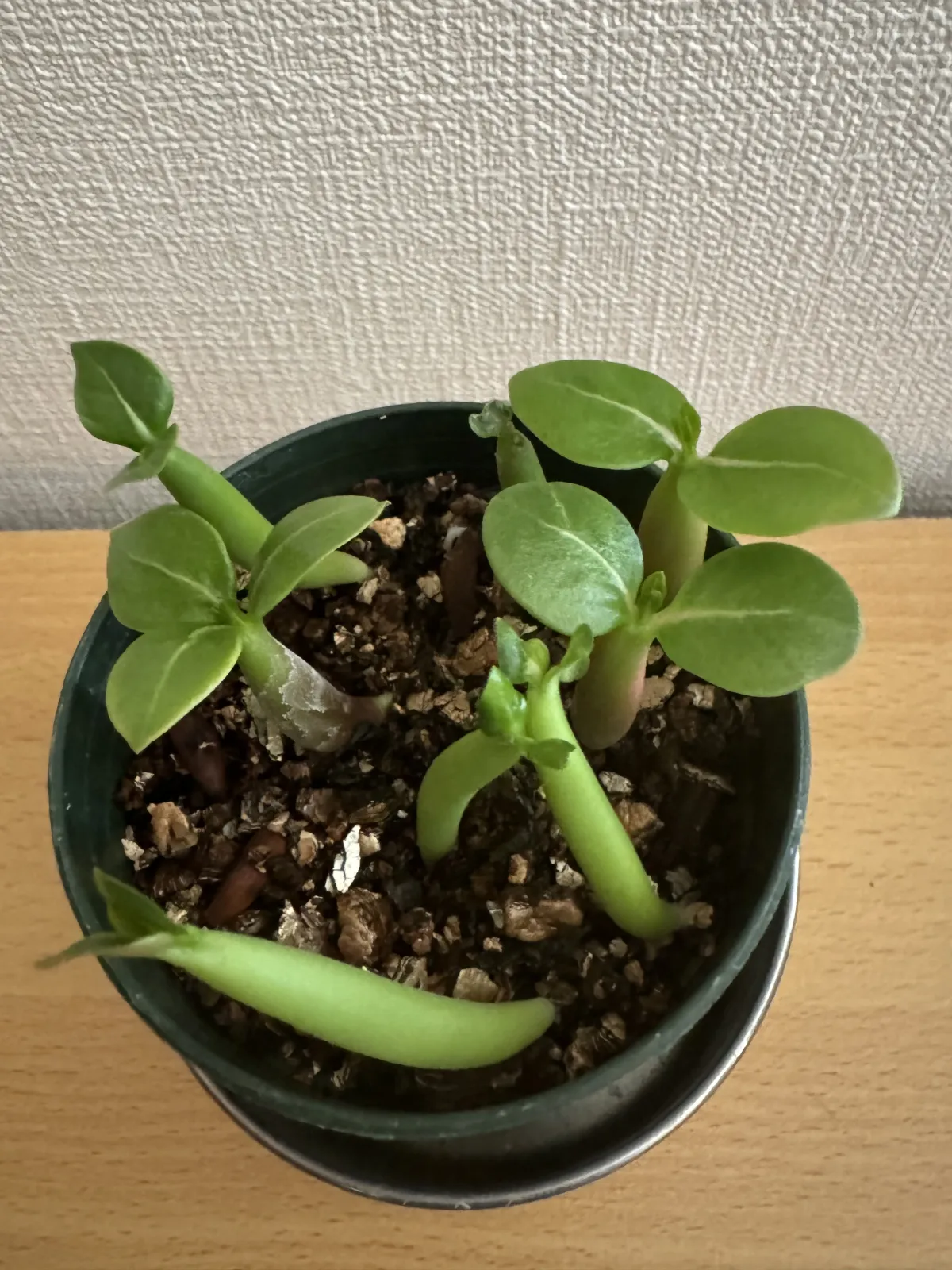 YLB Adenium arabicum Yak Lop Buri (アデニウム アラビカム)