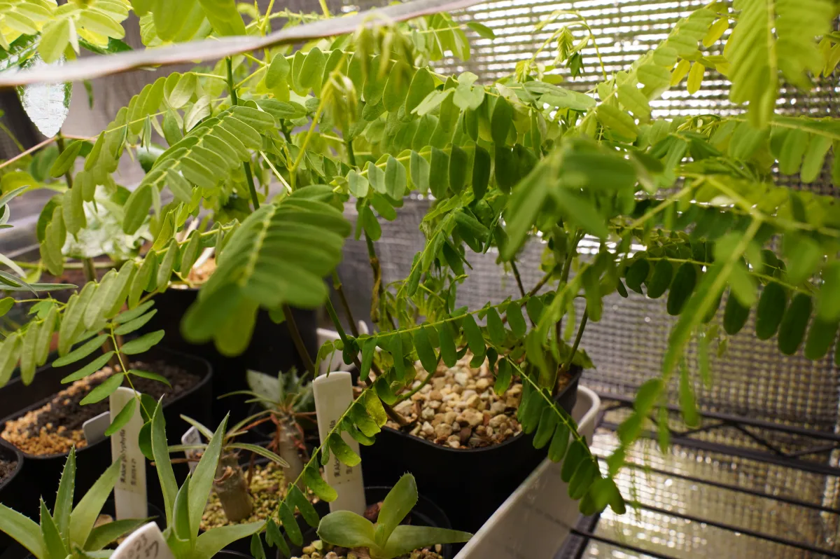 Delonix regia (デロニクス レジア 鳳凰木)