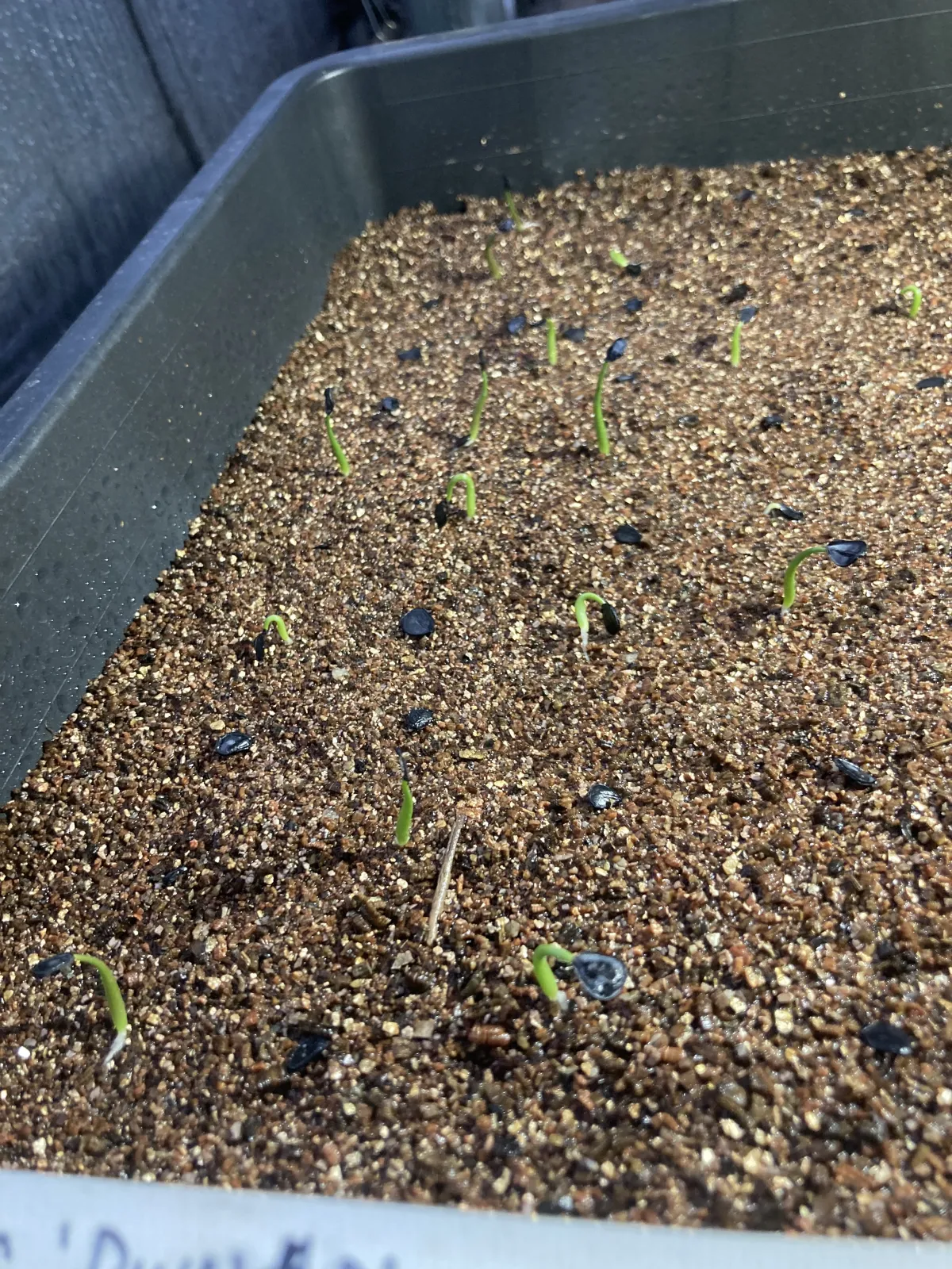 Agave potatorum Dwarf (アガベ ポタトラムドワーフ)