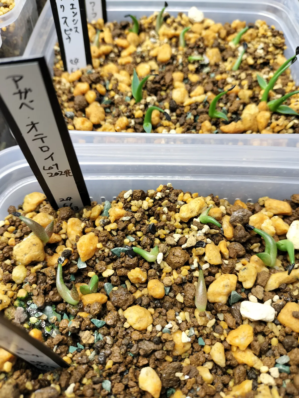 Agave oteroi Lot. (アガベ オテロイ)