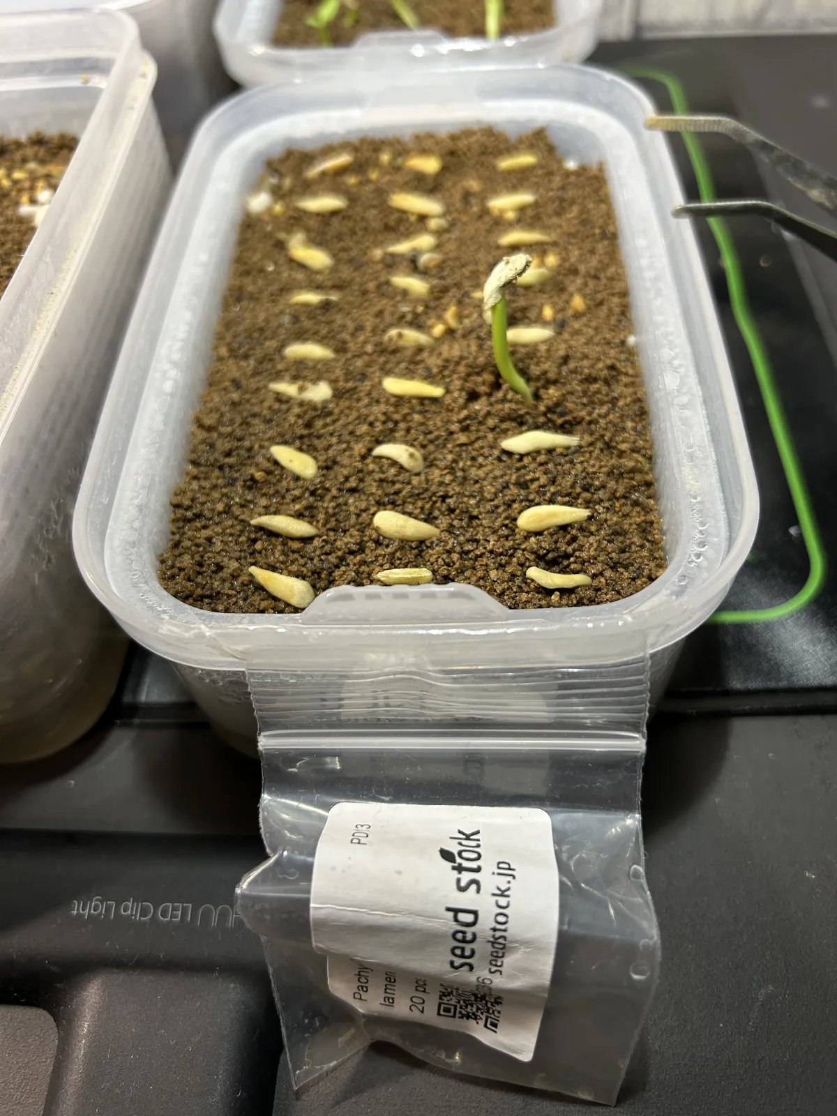 Pachypodium lamerei (パキポディウム ラメレイ)