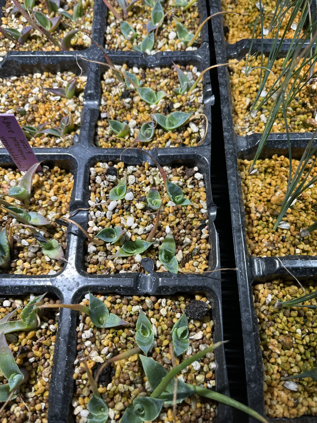 Agave parryi huachucensis Wakefield (アガベ パリー ウェイクフィールド)