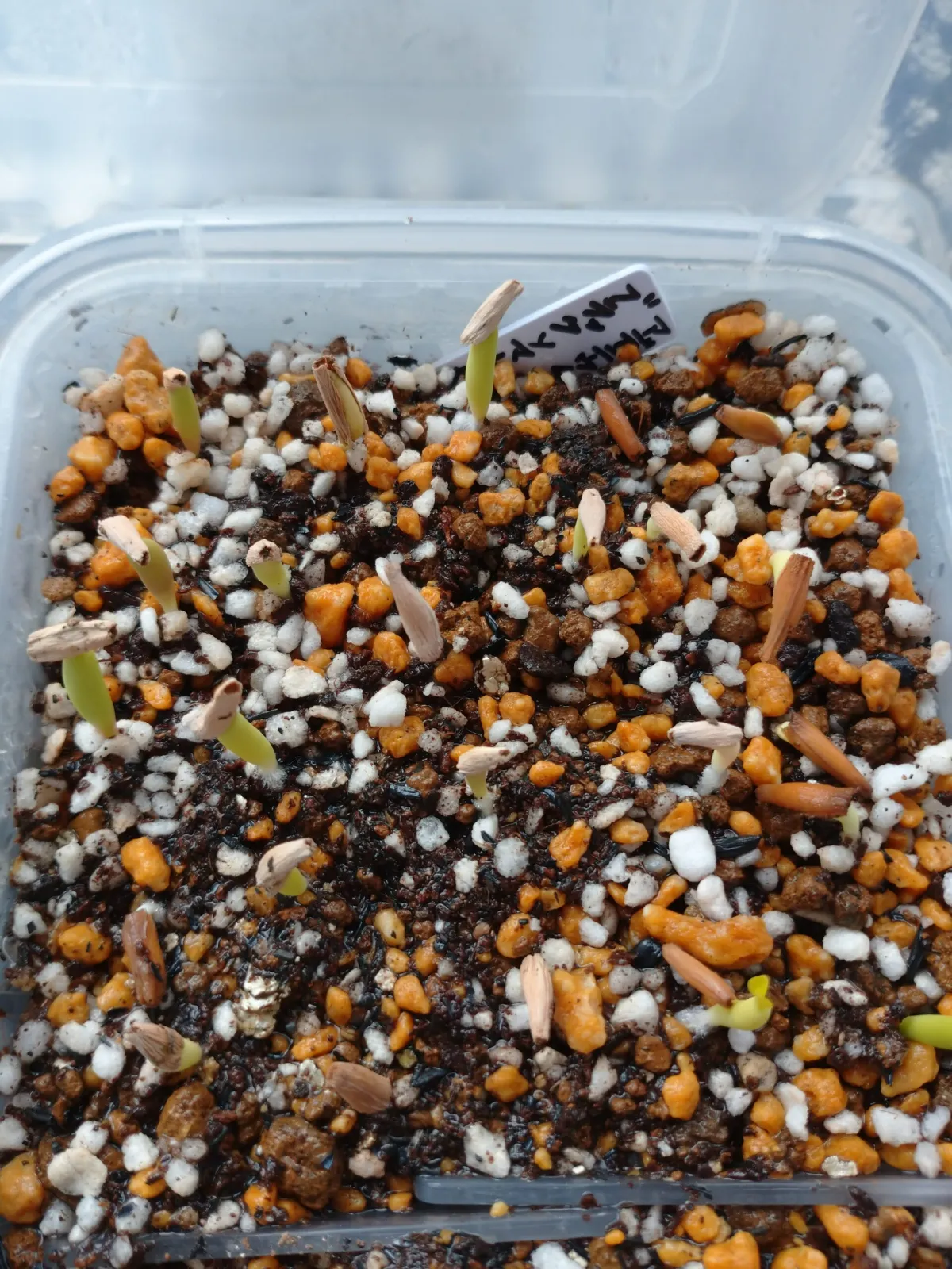 Adenium somalense var. black somalense (アデニウム ブラックソマレンセ)