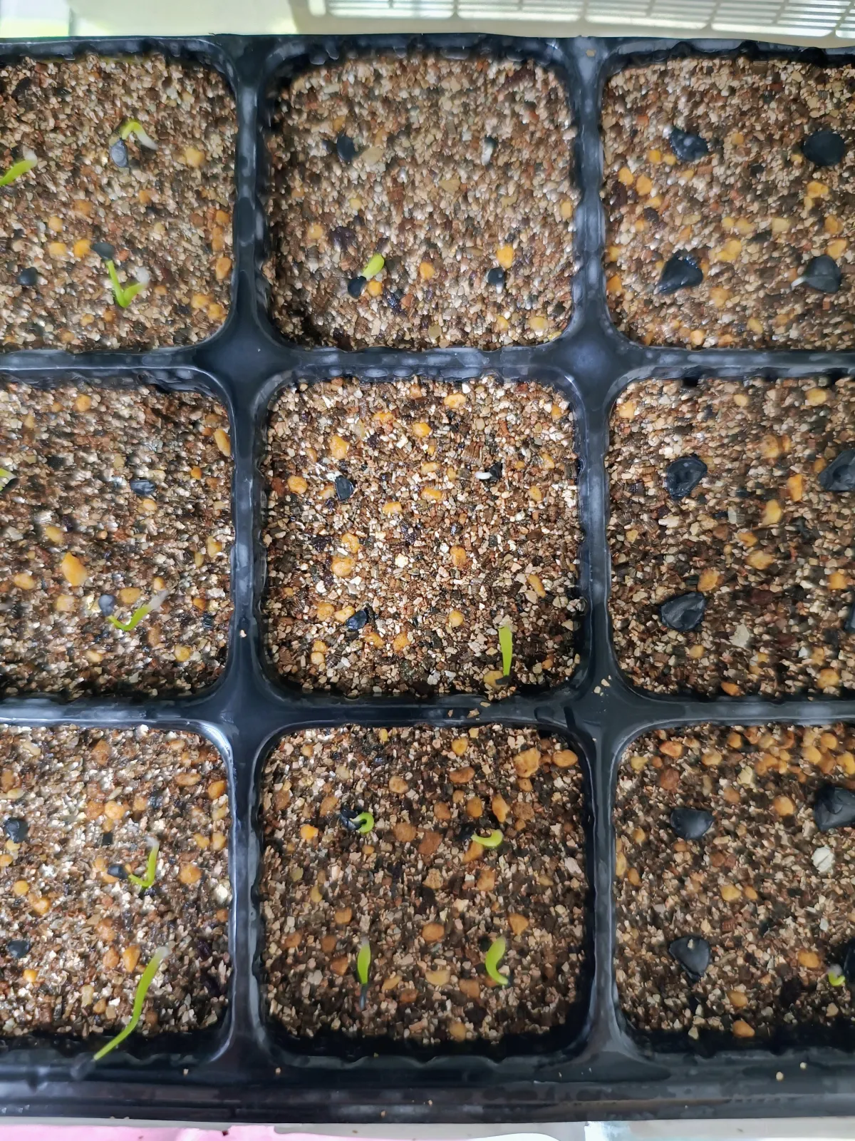 Agave titanota Blue Lot. (アガベ チタノタブルー)