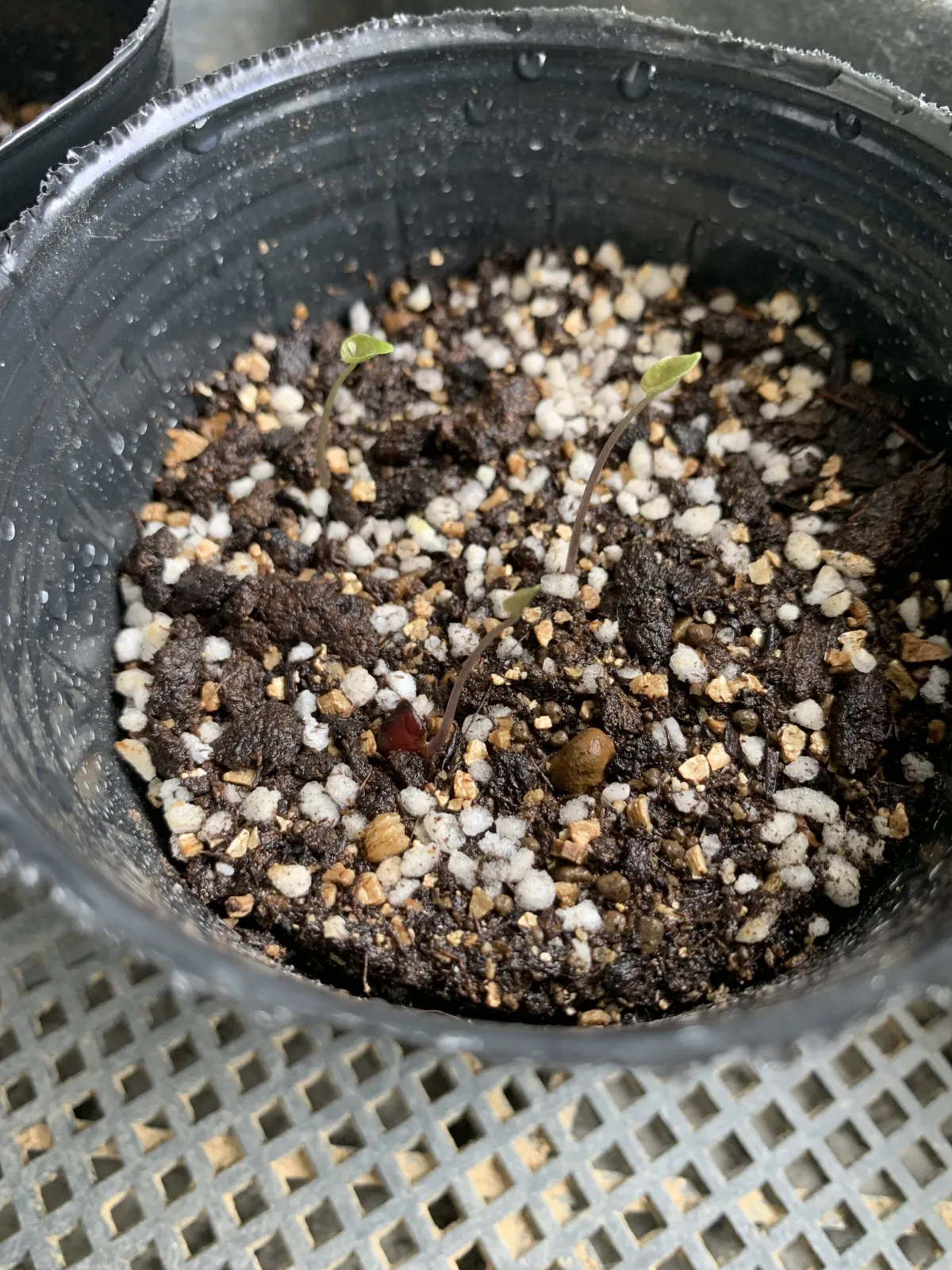Dioscorea elephantipes (ディオスコレア エレファンティペス)