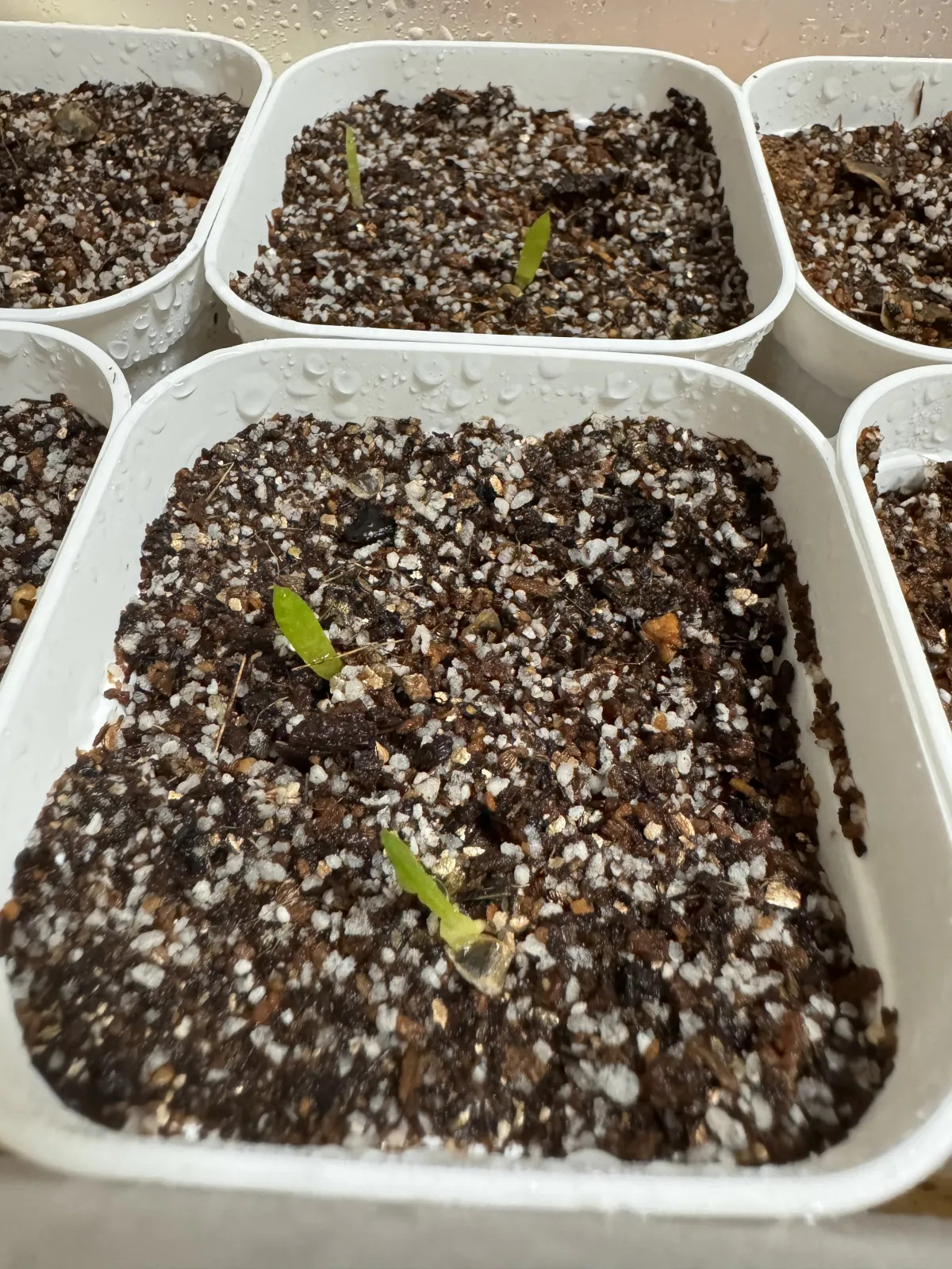 Aloe spectabilis (アロエ スペクタビリス)