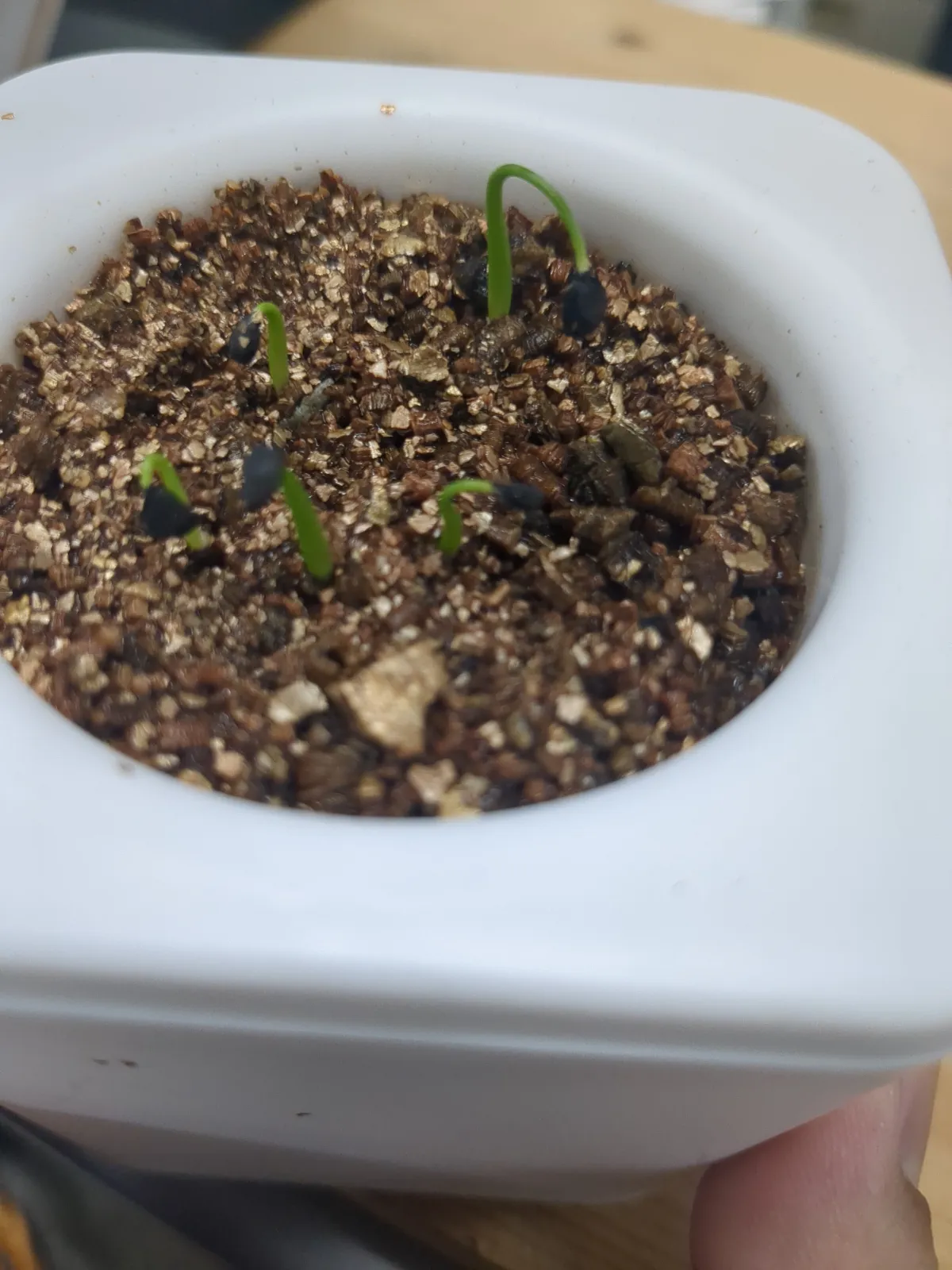 Agave utahensis var. eborispina Corkscrew (アガベ ユタエンシスコークスクリュー)
