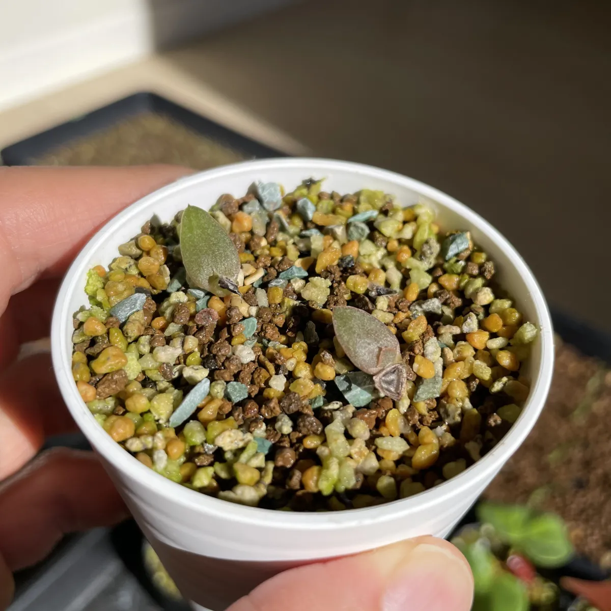 Aloe marlothii ssp. marlothii (アロエ マルロシー)