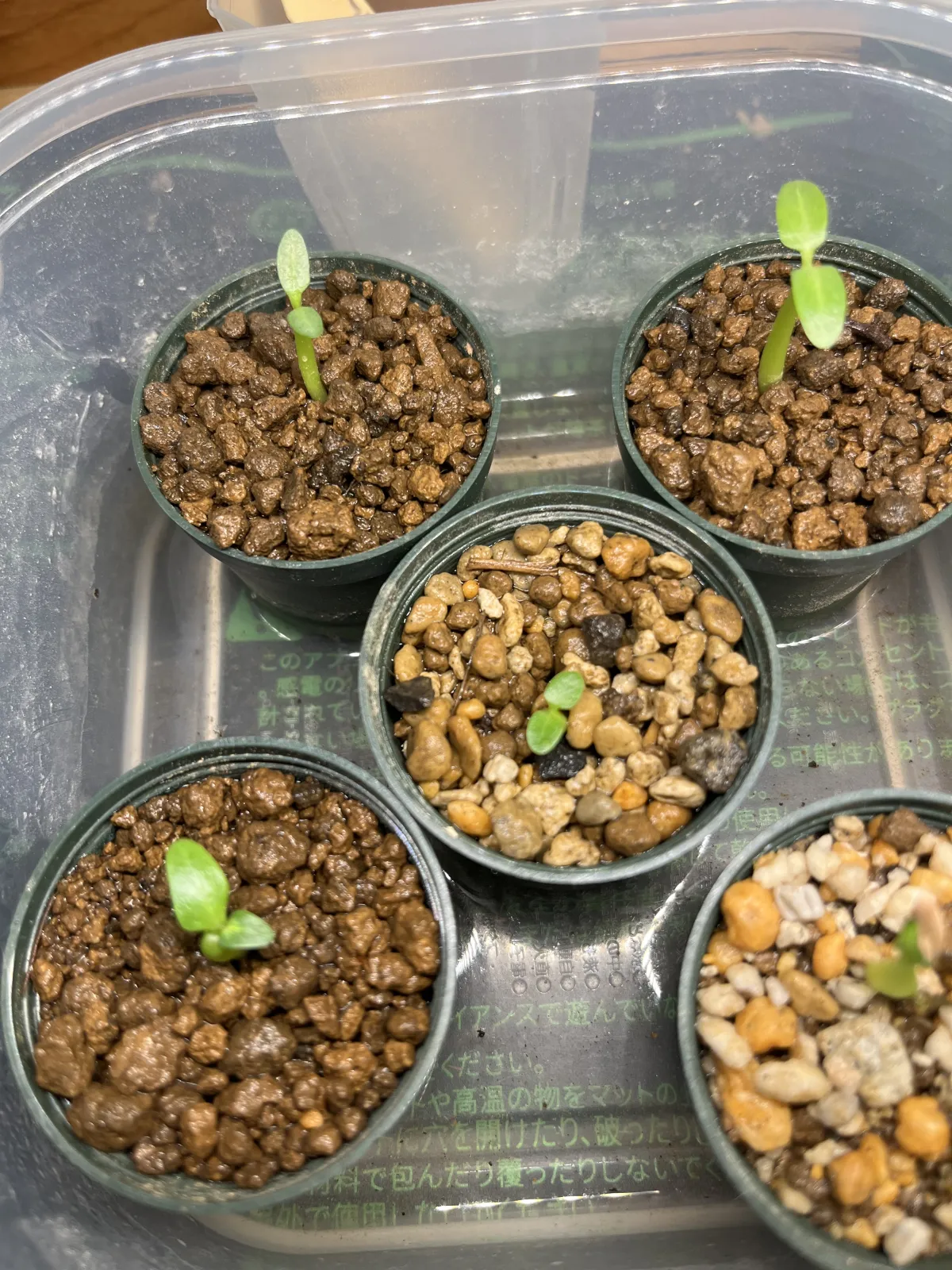 Pachypodium rosulatum var. gracilius ([無料種子] 発芽難 パキポディウム グラキリス　)