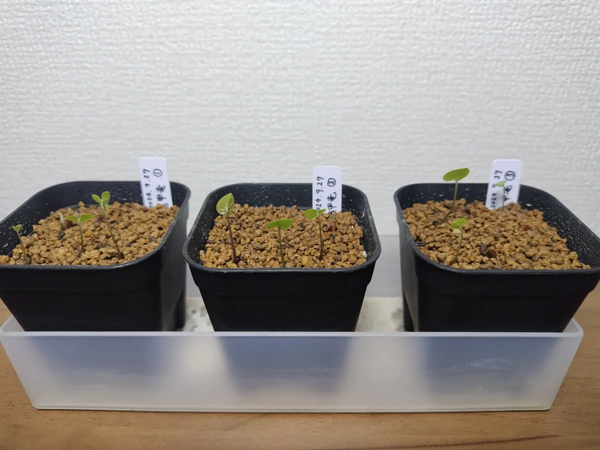 Dioscorea elephantipes (ディオスコレア エレファンティペス)