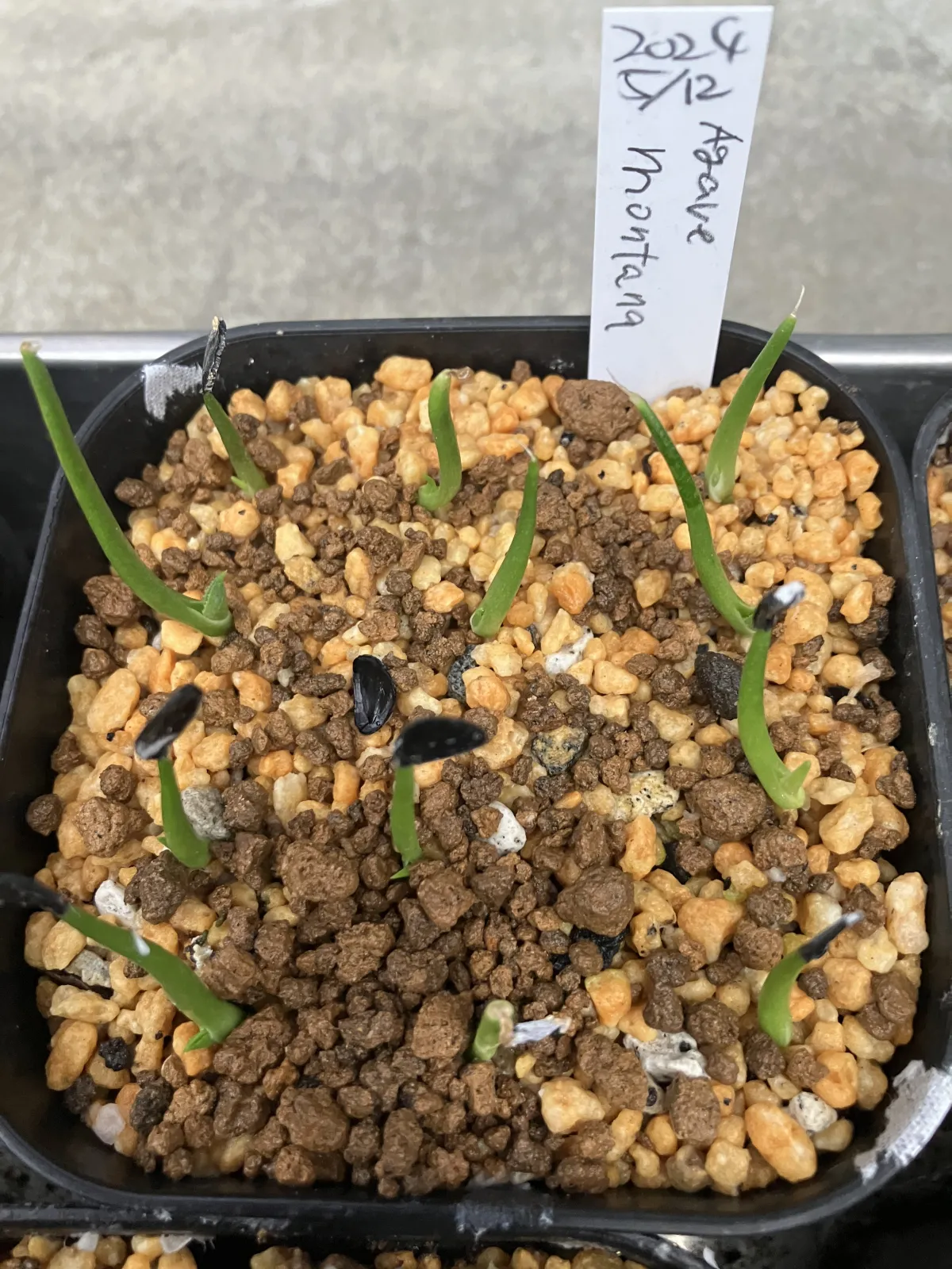 Agave utahensis var. eborispina (アガベ エボリスピナ ヘイフォード)