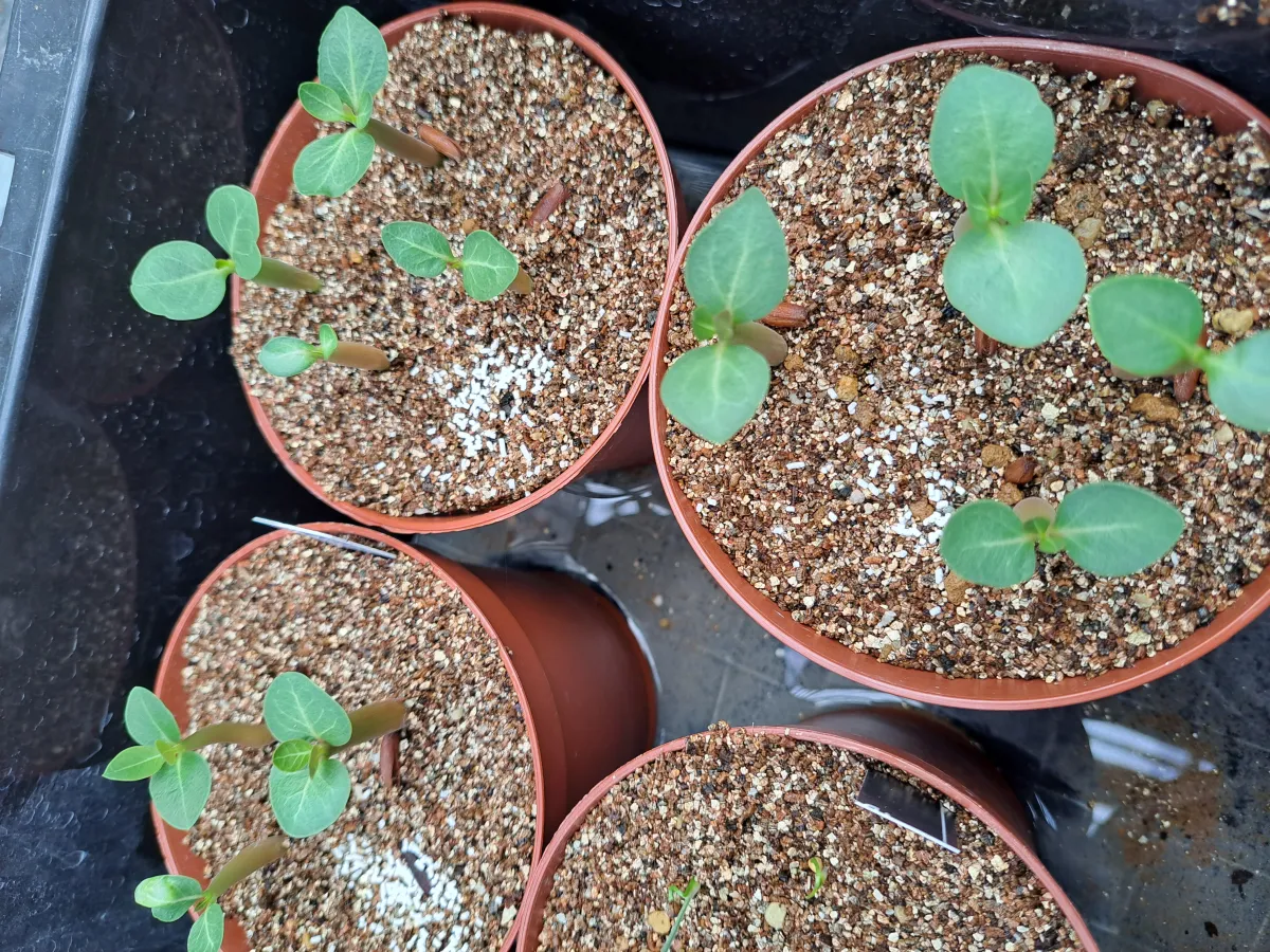 Adenium arabicum Black Dragon (アデニウム ブラックドラゴン)