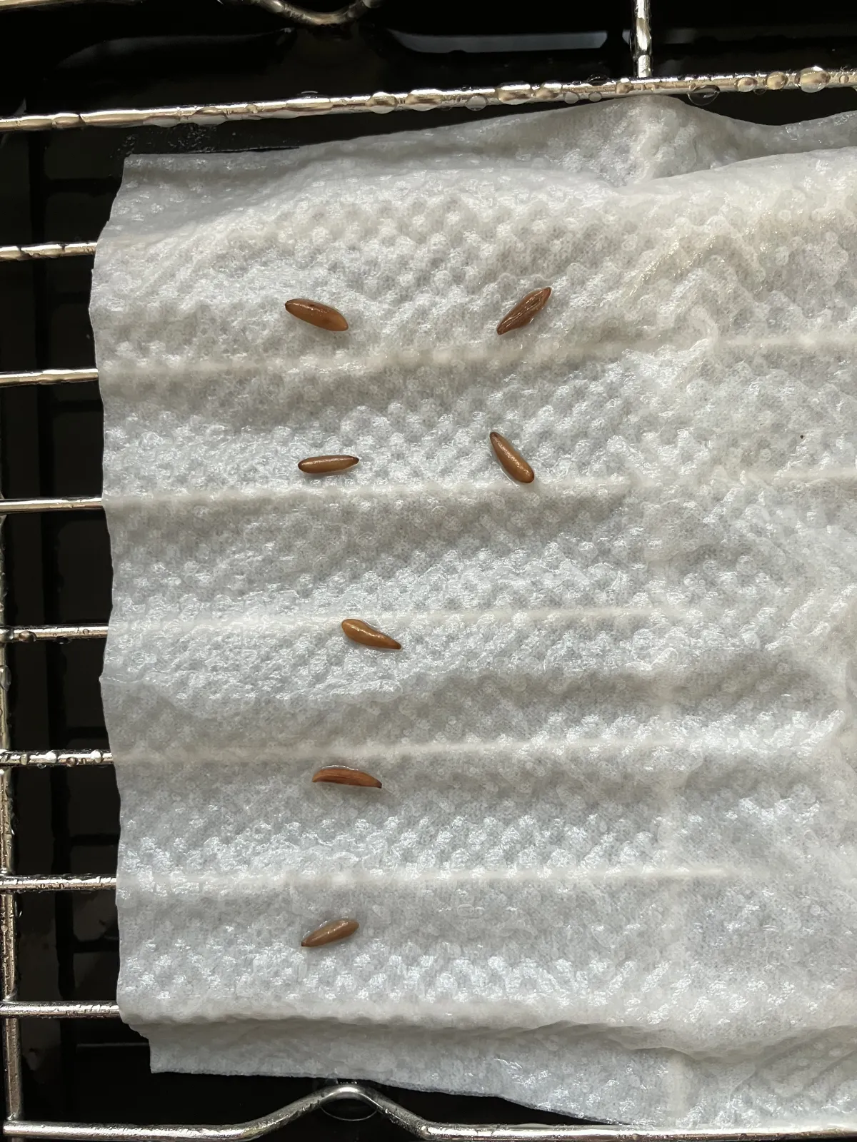 Pachypodium rosulatum var. gracilius ([無料種子] 発芽難 パキポディウム グラキリス　)