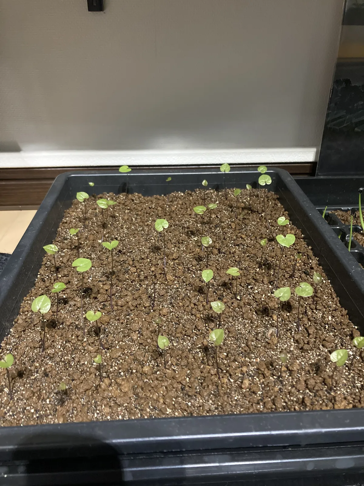 Dioscorea elephantipes (ディオスコレア エレファンティペス)