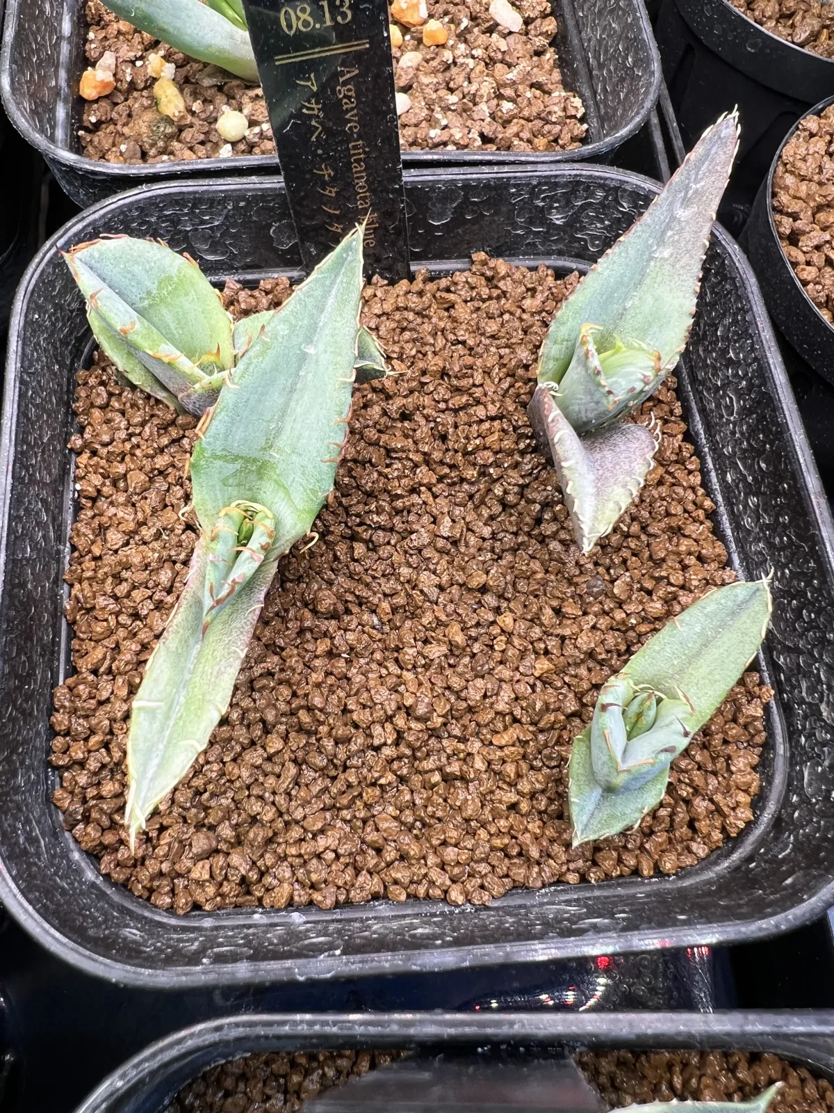 Agave titanota Blue Lot. (アガベ チタノタブルー)
