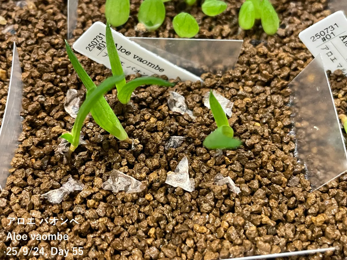 Aloe vaombe (アロエ バオンベ)