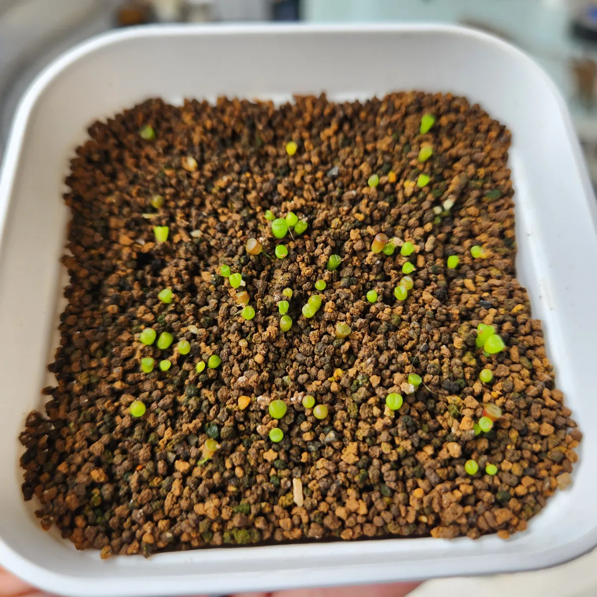Lithops Mix Seeds (リトープス ミックス)