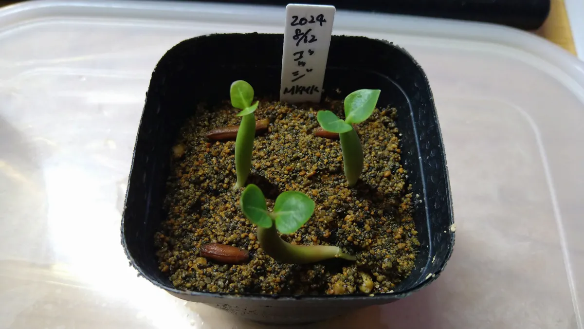 x MKMK Adenium arabicum Godji x MKMK (アデニウム ゴッジ)