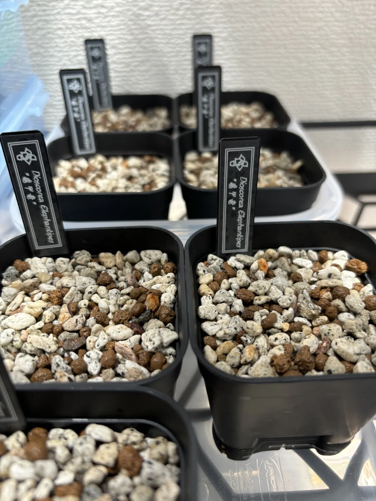 Dioscorea elephantipes Lot. (ディオスコレア エレファンティペス)