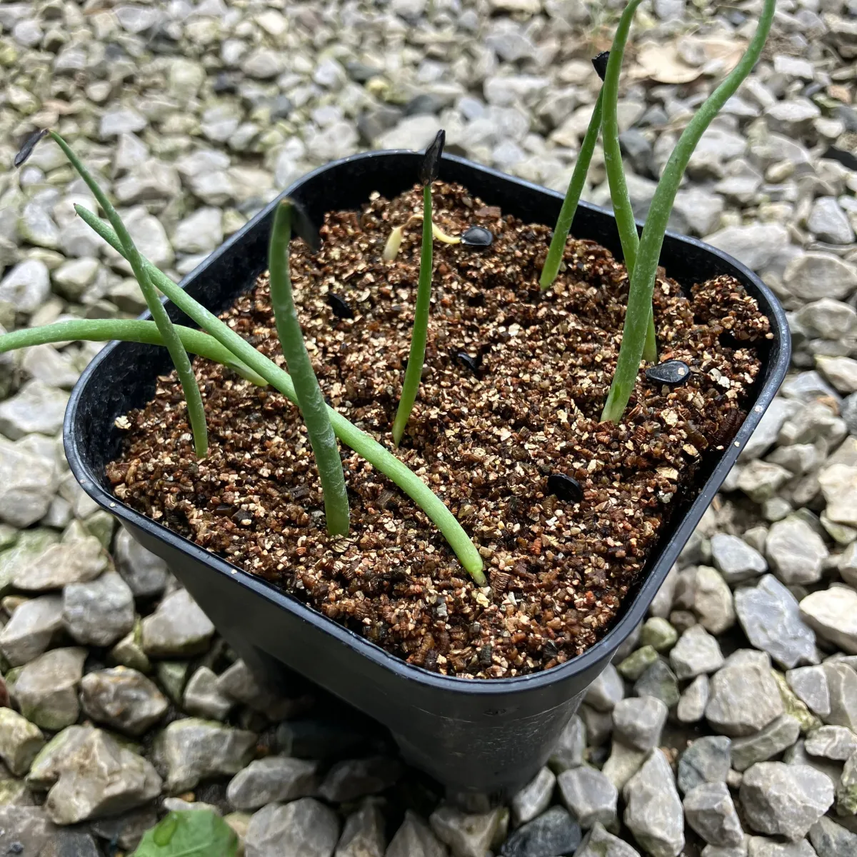 Agave parryi huachucensis Wakefield (アガベ パリー ウェイクフィールド)