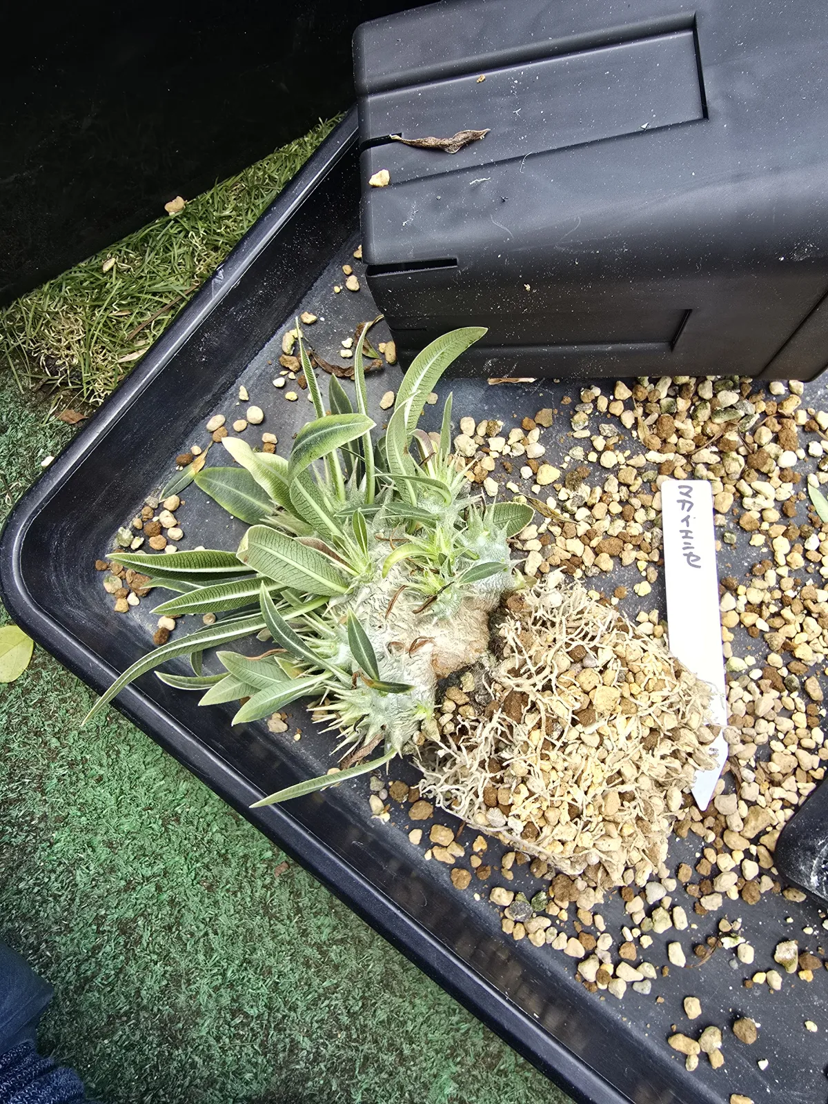 Pachypodium rosulatum ssp. makayense (パキポディウム マカイエンセ)