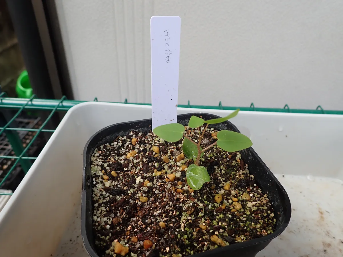 Adenia glauca ([種子/高難度] アデニア グラウカ)